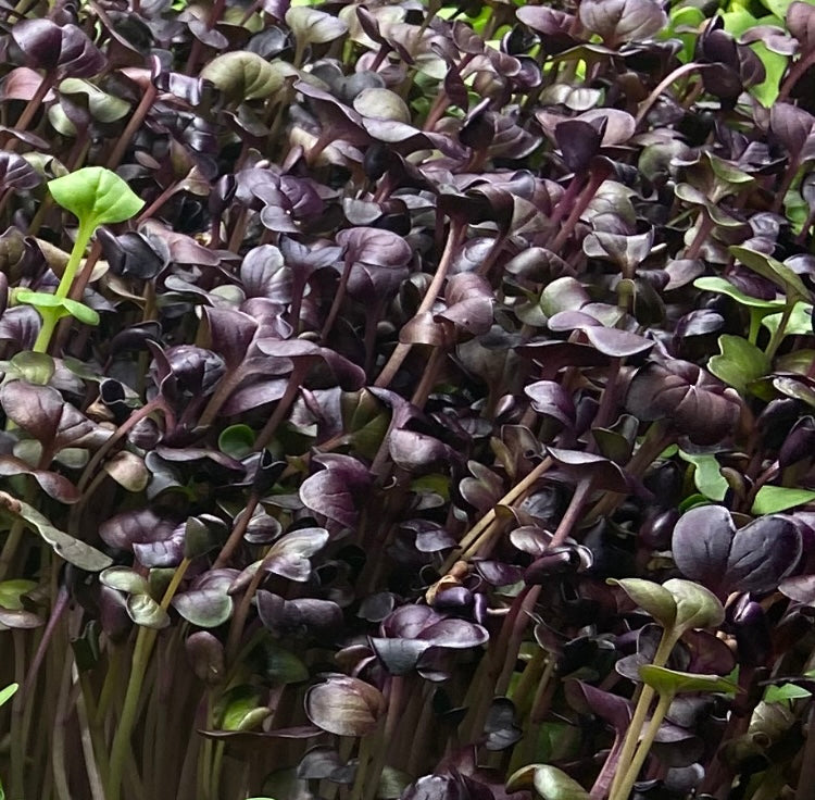 Rambo Radish Microgreens