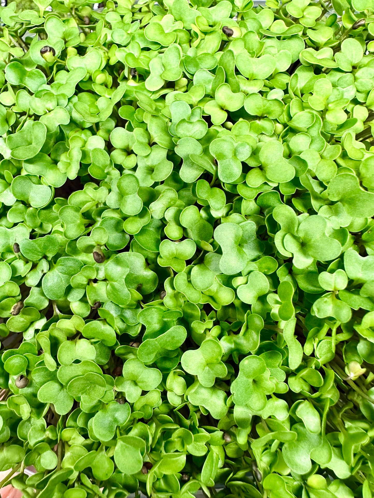 Broccoli Microgreens