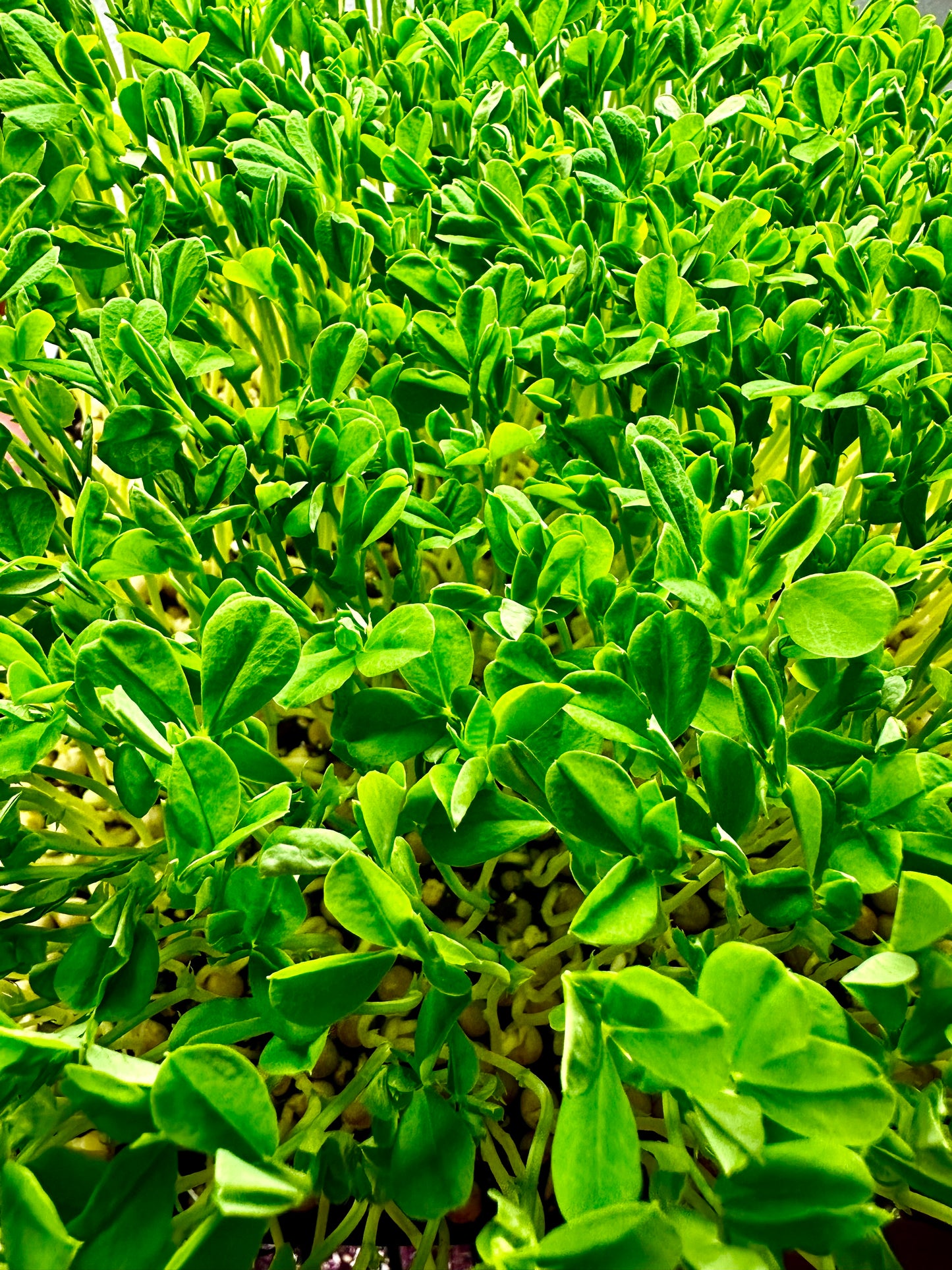 Sweet Pea Microgreens