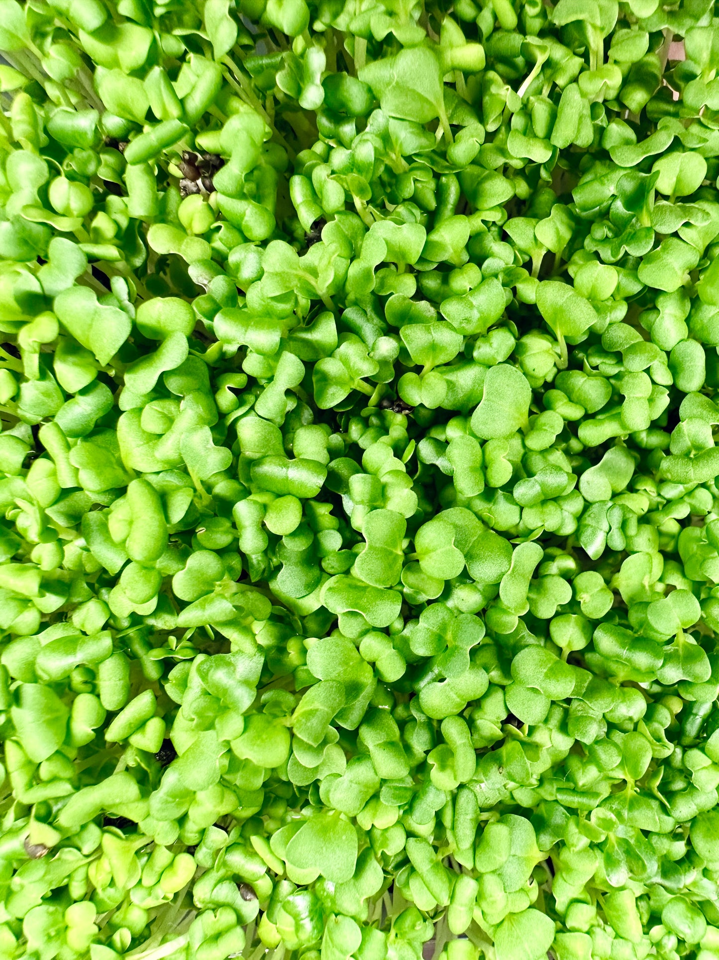 Mustard Microgreens