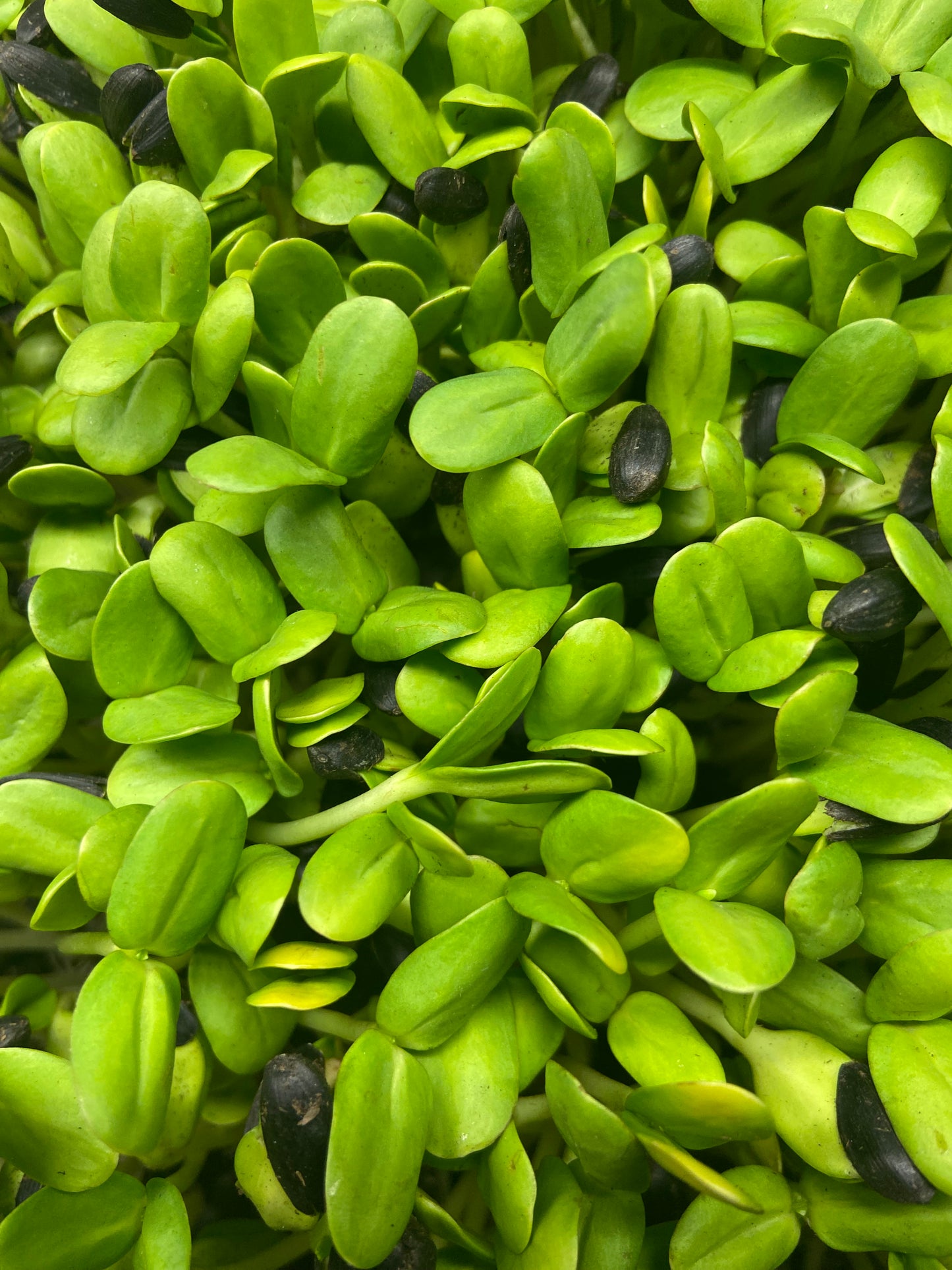 Sunflower Microgreens